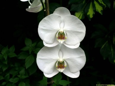 Plantas de Interior con flor la Orquídea1