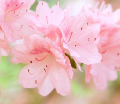 ᐈ Cómo distinguir rododendros de azaleas en el jardín | Blog de Jardinería