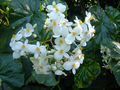 ᐈ Begonia blanca | Blog de Jardinería