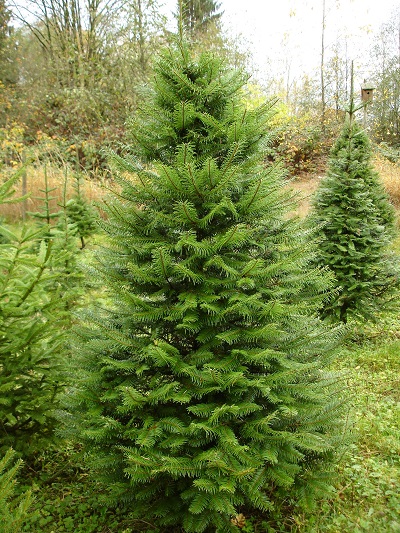 Consejos para encotnrar el mejor pino natural para navidad | Es muy fácil