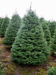 Consejos para encotnrar el mejor pino natural para navidad | Es muy fácil