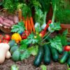 Vegetales faciles de sembrar en un huerto casero