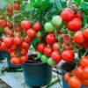 cultivar tomates en casa