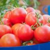 cultivar tomates huerta