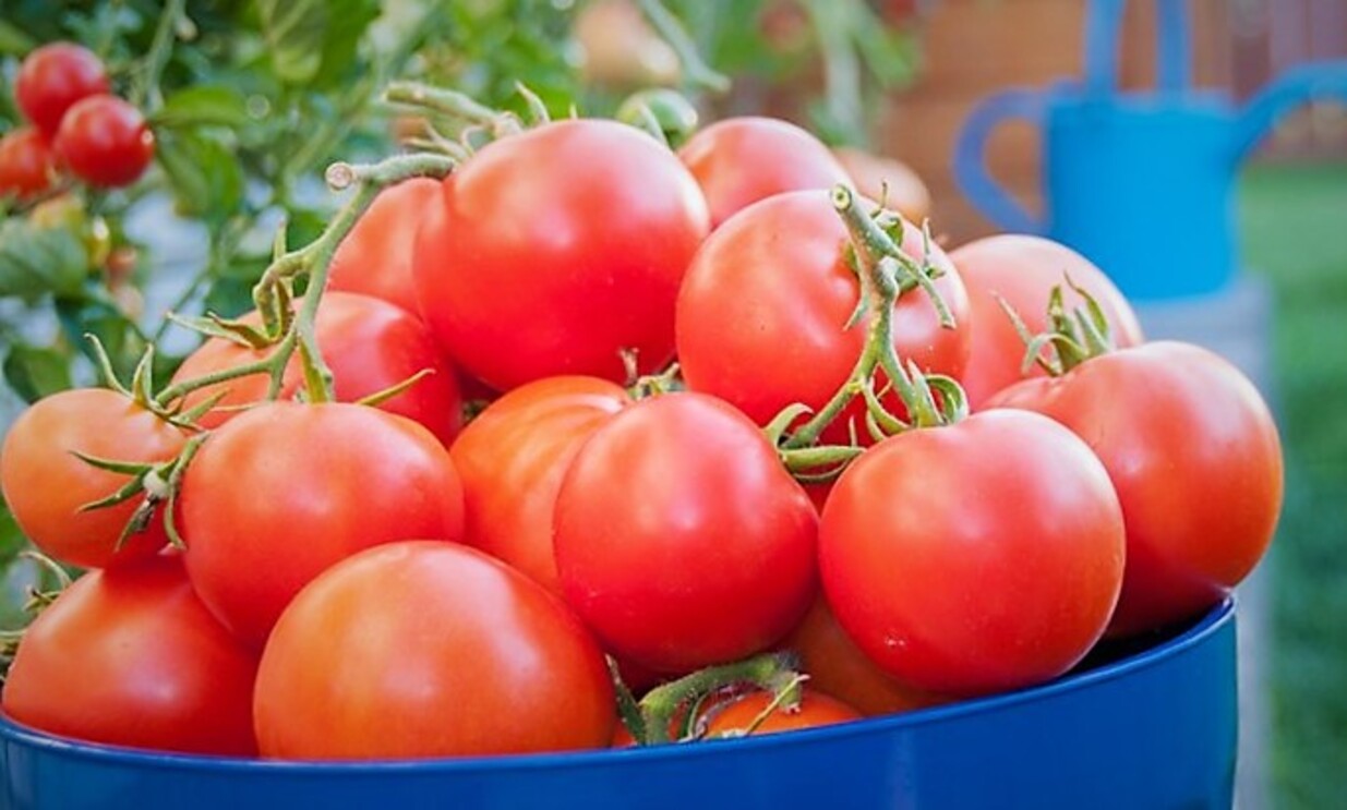 cultivar tomates huerta