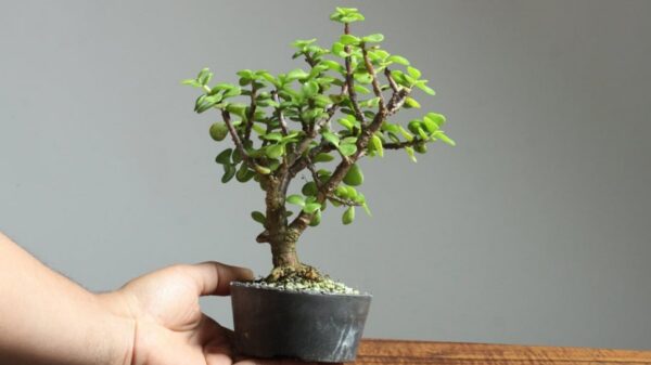 Cuidados bonsai