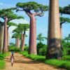 baobab arboles