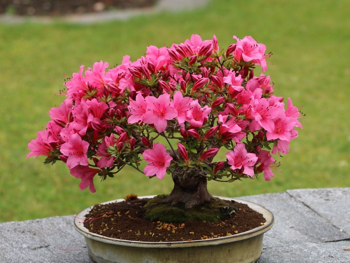 Azalea arbol bonsai con flores