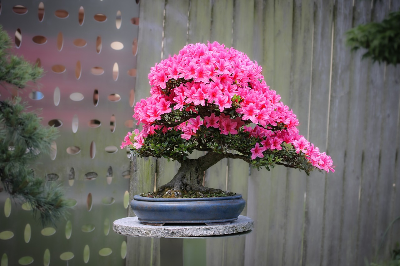 Azalea bonsai con flores en casa