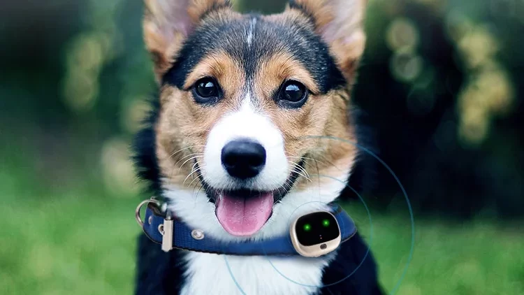 Chip rastreador GPS perros