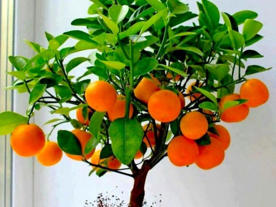 arbol de naranja enano planta interior