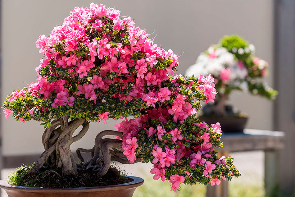 bonsai azalea con flores