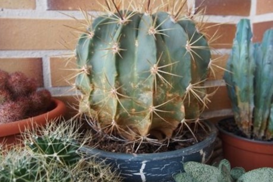 cactus enfermo