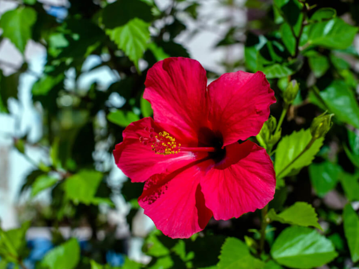 flor de jamaica