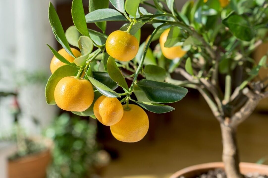 naranjo plantado en una maceta