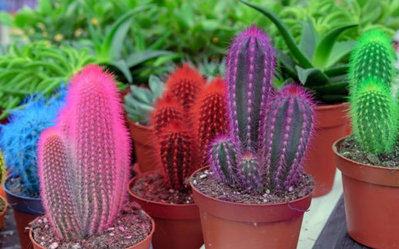 Cactus de colores