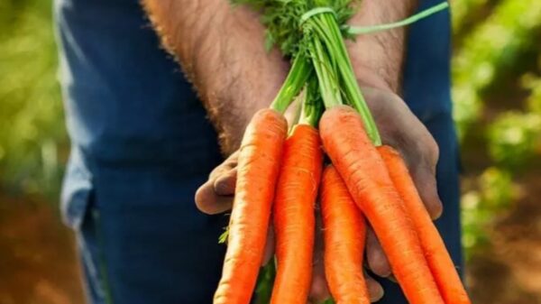 Cultivar zanahorias