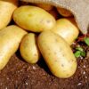 cultivar patatas plantar